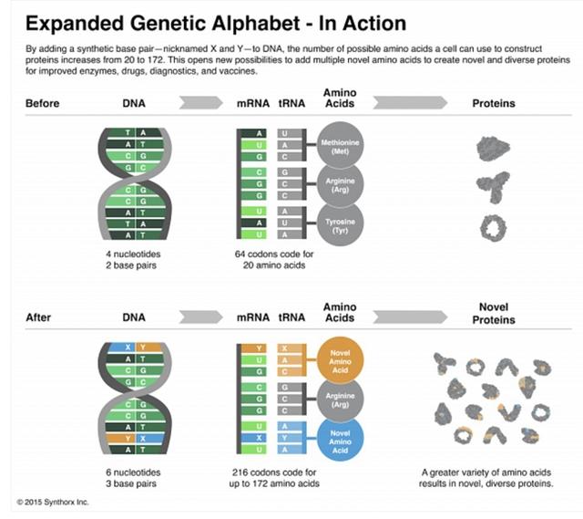 蛋白质魔术师:为多个行业打开新市场的蛋白质工程公司 蛋白质魔术师:为多个行业打开新市场的蛋白质工程公司