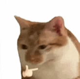 鎬濈储-琛ㄦ儏鍖?.png