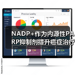 NADP+作为内源性PARP抑制剂提升癌症治疗效果(图3) NADP+作为内源性PARP抑制剂提升癌症治疗效果(图3)