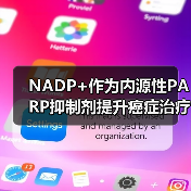 NADP+作为内源性PARP抑制剂提升癌症治疗效果(图2) NADP+作为内源性PARP抑制剂提升癌症治疗效果(图2)