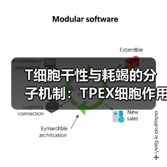 T细胞干性与耗竭的分子机制:TPEX细胞作用及TCF1调控解析(图3) T细胞干性与耗竭的分子机制:TPEX细胞作用及TCF1调控解析(图3)