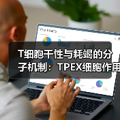 T细胞干性与耗竭的分子机制:TPEX细胞作用及TCF1调控解析(图1) T细胞干性与耗竭的分子机制:TPEX细胞作用及TCF1调控解析(图1)