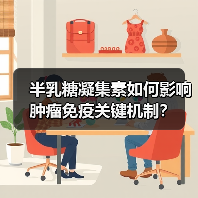 半乳糖凝集素如何影响肿瘤免疫关键机制？（图4）