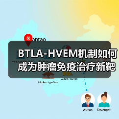BTLA-HVEM机制如何成为肿瘤免疫治疗新靶点？（图1）