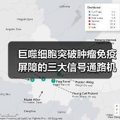 巨噬细胞突破肿瘤免疫屏障的三大信号通路机制（图4）