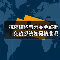抗体结构与分类全解析：免疫系统如何精准识别抗原？（图4）