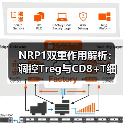 NRP1双重作用解析：调控Treg与CD8+T细胞，推动免疫治疗进展（图2）