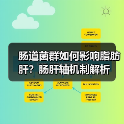 肠道菌群如何影响脂肪肝?肠肝轴机制解析(图2) 肠道菌群如何影响脂肪肝?肠肝轴机制解析(图2)