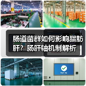 肠道菌群如何影响脂肪肝?肠肝轴机制解析(图1) 肠道菌群如何影响脂肪肝?肠肝轴机制解析(图1)