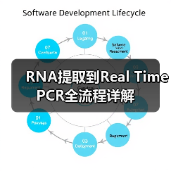 RNA提取到Real Time PCR全流程详解(图2) RNA提取到Real Time PCR全流程详解(图2)