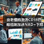 衰老细胞激活CD38巨噬细胞加速NAD+下降的机制(图1) 衰老细胞激活CD38巨噬细胞加速NAD+下降的机制(图1)